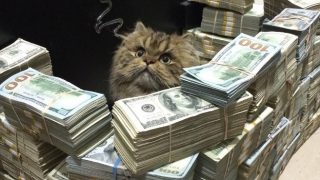 「ミリオンダラー・ケージ」世界一お金持ちなプレイボーイの飼い猫