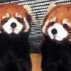 「レッドパンダ・キス」鏡のように動く２匹のレッサーパンダ