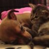 「心を通い合わせる子犬と子猫」眠りを誘われる動画