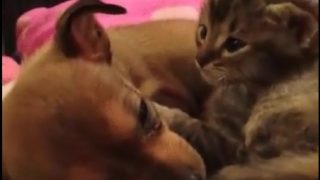 「心を通い合わせる子犬と子猫」眠りを誘われる動画