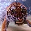 【オーストラリア動物園】泳ぐトラと「ジャンボ猫じゃらし」