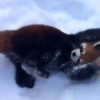「なんにでも抱きついてやる！」やんちゃなレッサーパンダ、雪に大興奮！