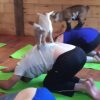 「ヤギ・ヨガ　(Goat Yoga )」アメリカで話題の子ヤギがいるヨガ教室