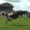 「春が来た！」幸せな牛たちの歓喜のダンス