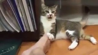 【爆笑】ご主人の足の指に噛みついた猫がとった「異常行動」