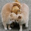 【KAWAII動物写真】「農家の用心棒」”農家猫”たちの抱擁シーン