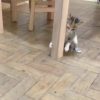 【激闘？】子猫のネコ・ジャブ・パンチは虫の進撃を止められるか！