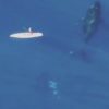 【海外の反応】ザトウクジラに接近しすぎたパドル・ボーダー