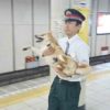 【海外の反応】「日本のシバイヌ地下鉄侵入騒動」に対する海外の反応