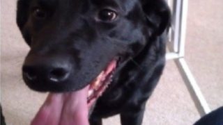 【海外の反応】愛犬紹介記事「うちのデュークです」