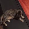 【海外の反応】「動く床」の謎に迫ろうとした猫
