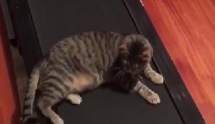 【海外の反応】「動く床」の謎に迫ろうとした猫