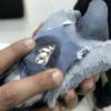 【海外の反応】麻薬密輸中の伝書バト、警察に捕獲される（クウェート）