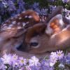 【海外の反応】お花畑で休む小鹿