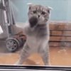 【海外の反応】ちょっぴりレトロなラテン系ダンスを踊る猫