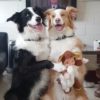 【海外の反応】「オーストラリアで最も頭がいい犬」の”パーフェクトな記念写真”
