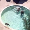 【海外の反応】プールで遊ぶクマの家族