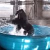 【海外の反応】ダラス動物園のゴリラ「禁断のお風呂場ダンシング・エクスタシー」