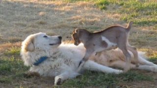 【海外の反応】犬の上で遊ぶ子ヤギ