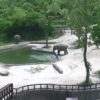 【海外の反応】動物園のプールでおぼれた小象を救出する２頭の象