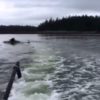 【海外の反応】シャチのハンティング・テクニック「アシカを空高く放り投げる理由」