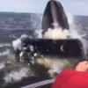 【海外の反応】ザトウクジラ、漁師さんにニシンを１匹おすそ分け