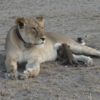 【海外の反応】『史上初』ヒョウの子供を育てるライオン