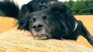 【海外の反応】イタリアの農場でのんびり暮らす「干し草」が大好きな犬