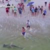 【海外の反応】観光客で賑わうフロリダのビーチでサメと格闘する漁師さん