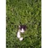 【海外の反応】『茂みに潜む危険』”子猫版”モグラたたきゲームで遊ぼうよ！