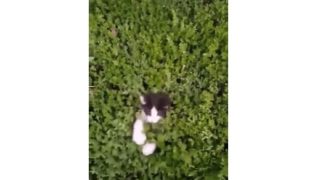 【海外の反応】『茂みに潜む危険』”子猫版”モグラたたきゲームで遊ぼうよ！