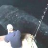 【海外の反応】釣り船の下を『まるで巨大なコイのように』泳ぐジンベエザメ
