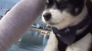 【海外の反応】犬の“エア・ペダリング”「なぜ水がないところで犬かきをするのか？」