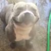 【海外の反応】「全米で一番捨てられている犬」ピットブルの笑顔