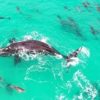 【海外の反応】波乗りが得意な数十頭のイルカの群れに囲まれるセミクジラ