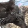 【海外の反応】猫のムーシャ、母親を失くした８匹の赤ちゃんハリネズミを救う