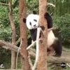 【海外の反応】木に登るよりも、木から落ちることが好きな赤ちゃんパンダ