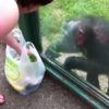 【海外の反応】賢いチンパンジー、「飲み物をガラス窓ごしに飲む方法」を発見