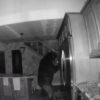 【海外の反応】監視カメラが捉えた、民家に侵入したクマの「最後の晩餐」