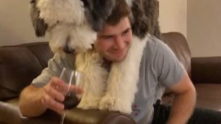 【海外の反応】酒好きな犬と飼い主によるワイン争奪戦
