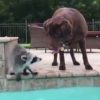 【海外の反応】プールで泳ぐ犬の背中に乗るアライグマ