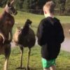 【海外の反応】少年の胸に刻まれたオーストラリアの「ワイルドな思い出」