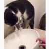 【海外の反応】「蛇口と猫」どうして猫は水道水を飲みたがるのか？