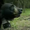 【海外の反応】シベリアンハスキー、キャンプ場に現れた子連れのクロクマを撃退する