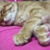 【海外の反応】寝ている猫を観察する理由