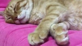 【海外の反応】寝ている猫を観察する理由
