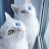 【海外の反応】世界的人気を誇る、美しくて珍しい特徴を持つ双子の猫
