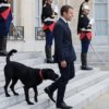 フランス大統領の愛犬、会議中にエリゼ宮の暖炉に”マーキング”【フランス人の反応】