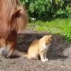 【海外の反応】猫と馬、知られざるお友だち関係