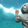 【海外の反応】ベルーガ（シロイルカ）に襲い掛かるサメの”ニセモノ”、あえなく撃退される
